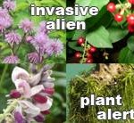 invasivealien