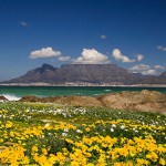 Cape Town Spring